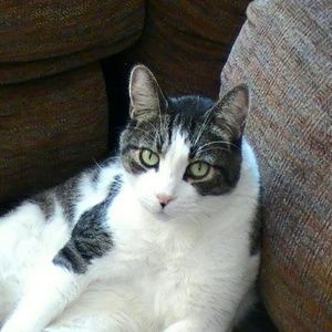 Meet your Posher, Steven