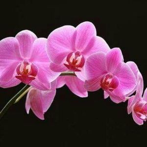 Meet your Posher, Ashanti