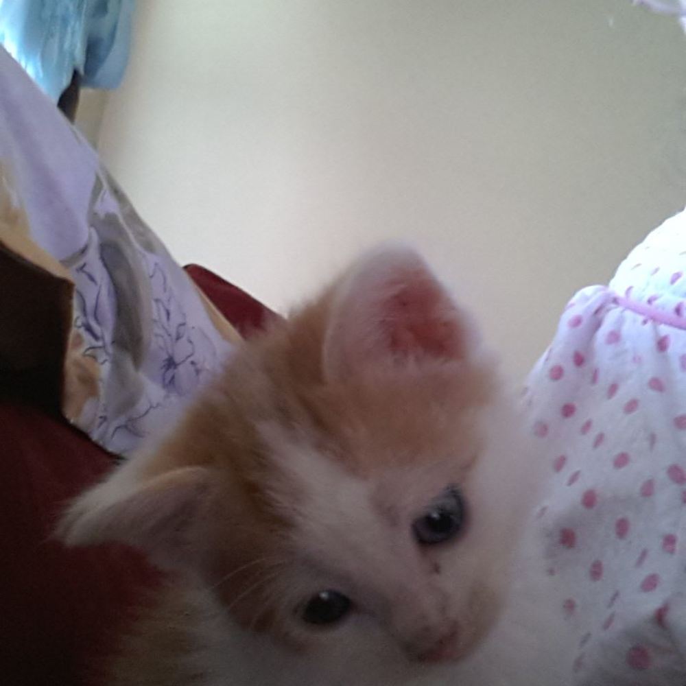 Meet your Posher, Deborah