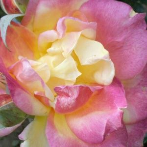 Meet your Posher, Araceli