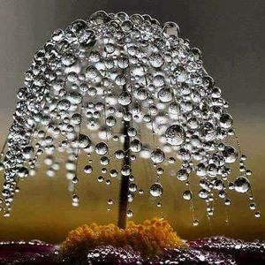 Meet your Posher, Norma