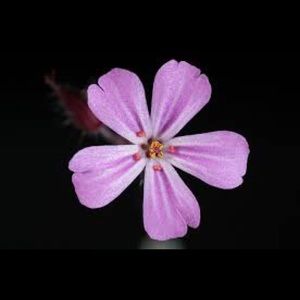 Meet your Posher, Mai