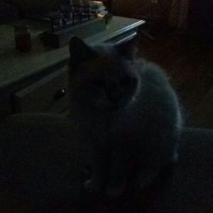 Meet your Posher, Dana