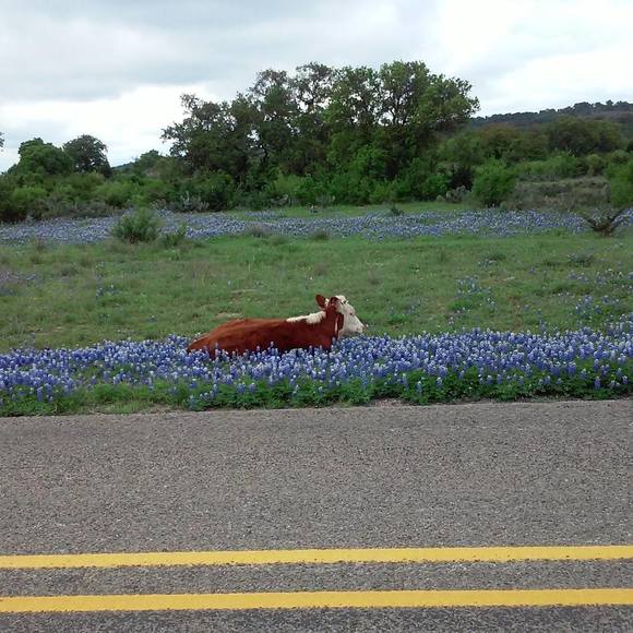 Meet your Posher, Joe - Picture 1 of 1