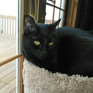 Meet your Posher, Ronnie