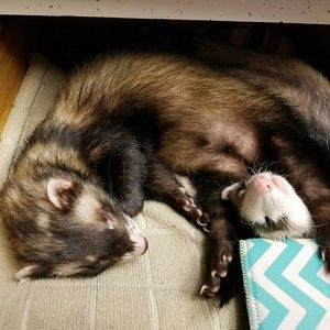 Meet your Posher, Jeannie