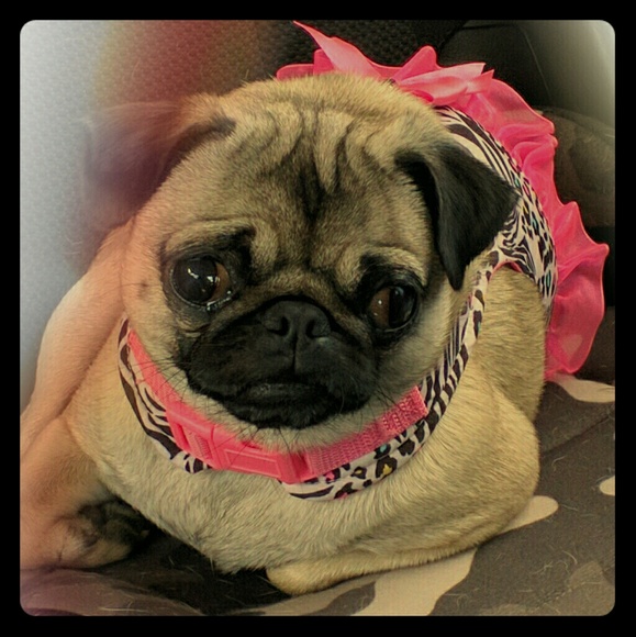 Meet your Poshers, Carol & Eddie! - Picture 2 of 6