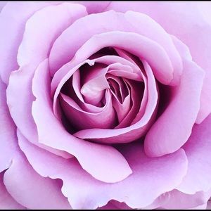 Meet your Posher, Nile