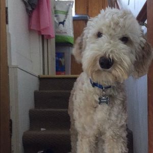 Meet your Posher, Alex