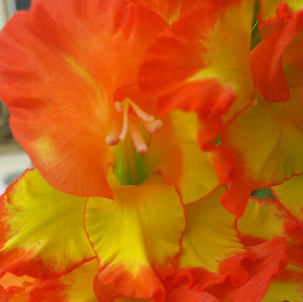 Meet your Posher, Heather