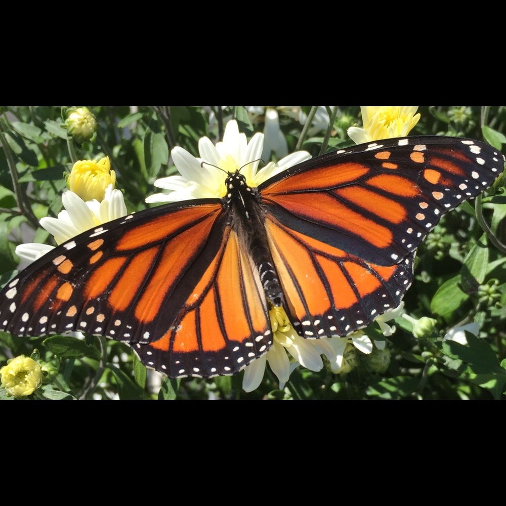 Meet your Posher, Eden