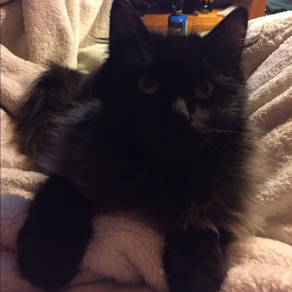 Meet your Posher, Sierra