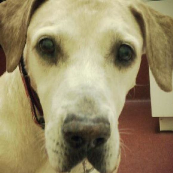 Meet your Posher, Dondra - Picture 1 of 1