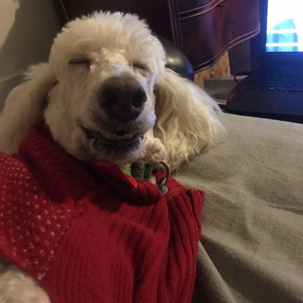 Meet your Posher, Chris