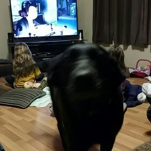 Meet your Posher, Chey