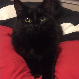 Meet your Posher, Darley