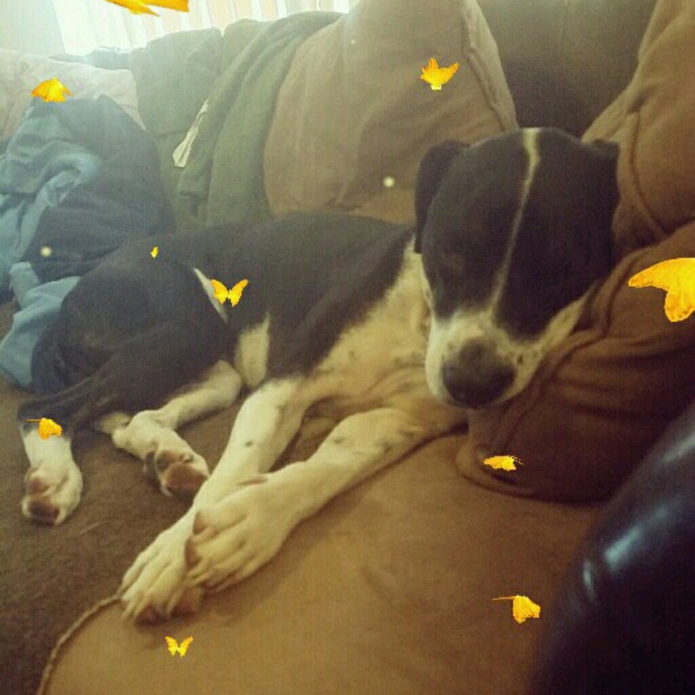 Meet your Posher, Destiny