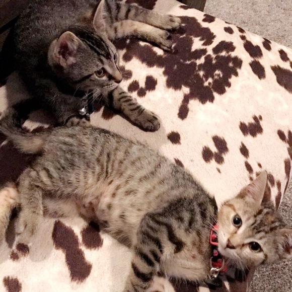 Meet your Posh Ambassador - Manda! 💕 - Picture 4 of 8