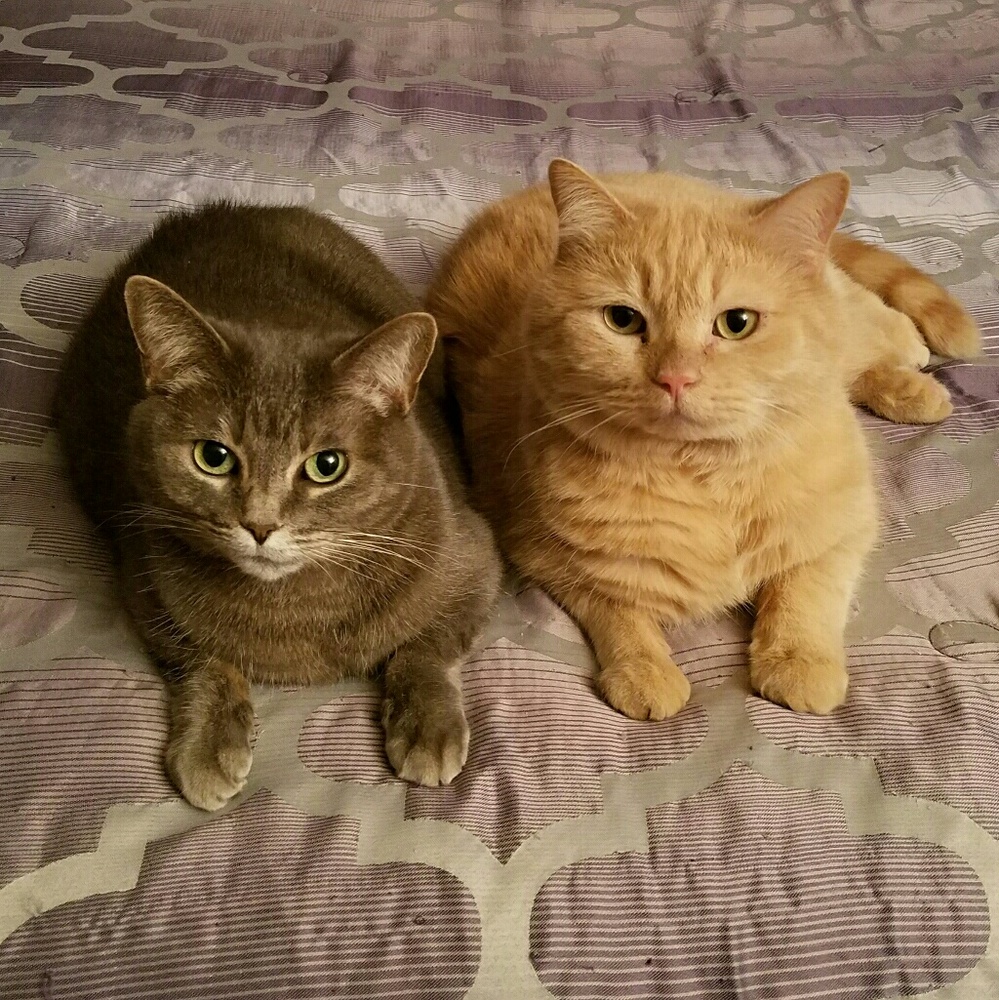 Meet your Posher, Bailey