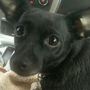 Meet your Posher, Benjamin