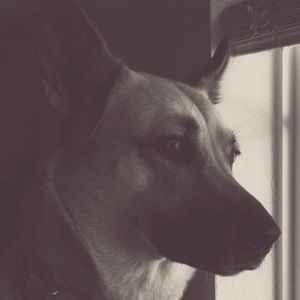 Meet your Posher, Luna