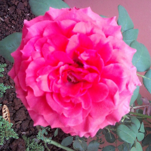 Meet your Posher, Andre - Picture 1 of 1