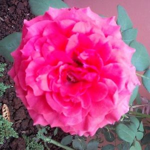 Meet your Posher, Andre