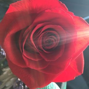 Meet your Posher, Annie