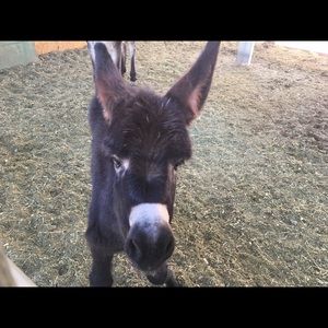 Meet your Posher, Shane