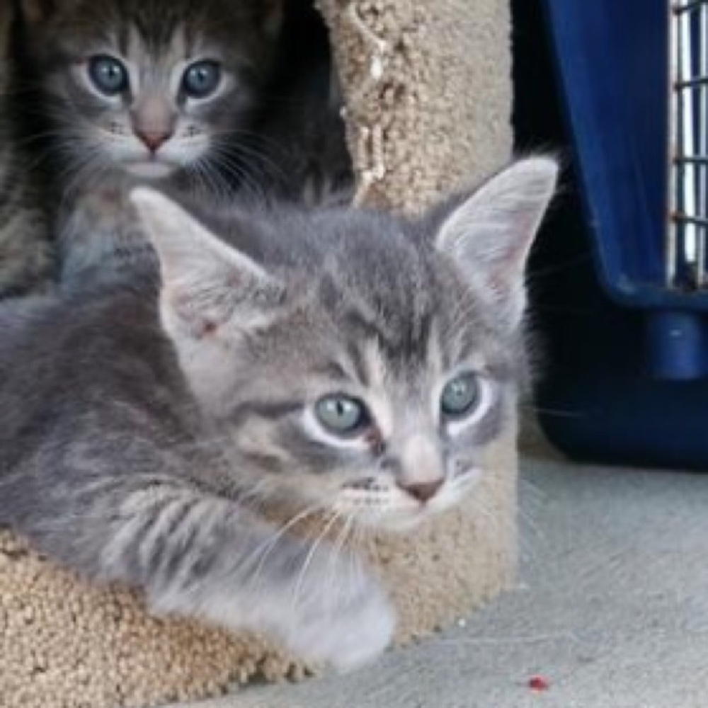 Meet your Posher, Shell