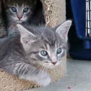 Meet your Posher, Shell