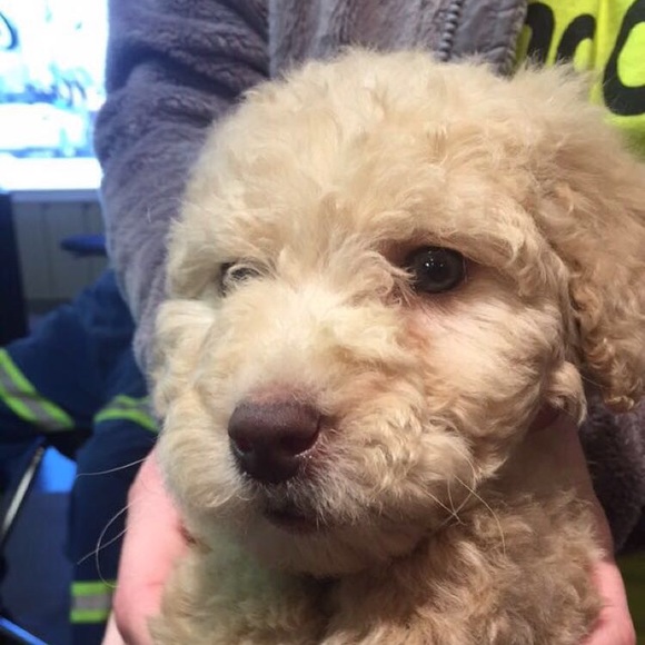 Meet your Posher, Mackenzie - Picture 1 of 1