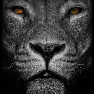 Meet your Posher, Hector