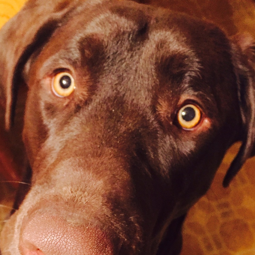 Meet your Posher, Tammy