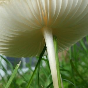 Meet your Posher, Lynn