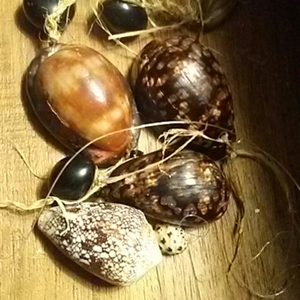 Maui Shells found on the beaches ☺
