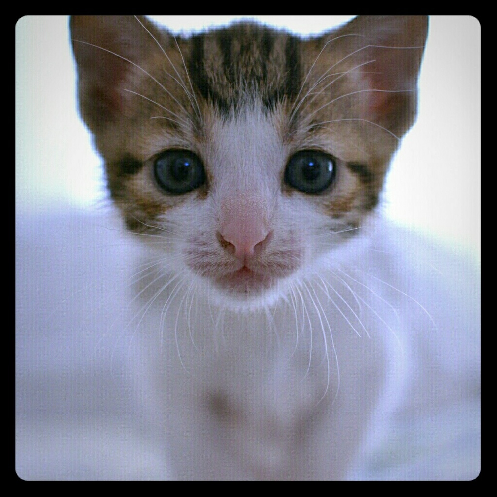 Meet your Posher, Temperance