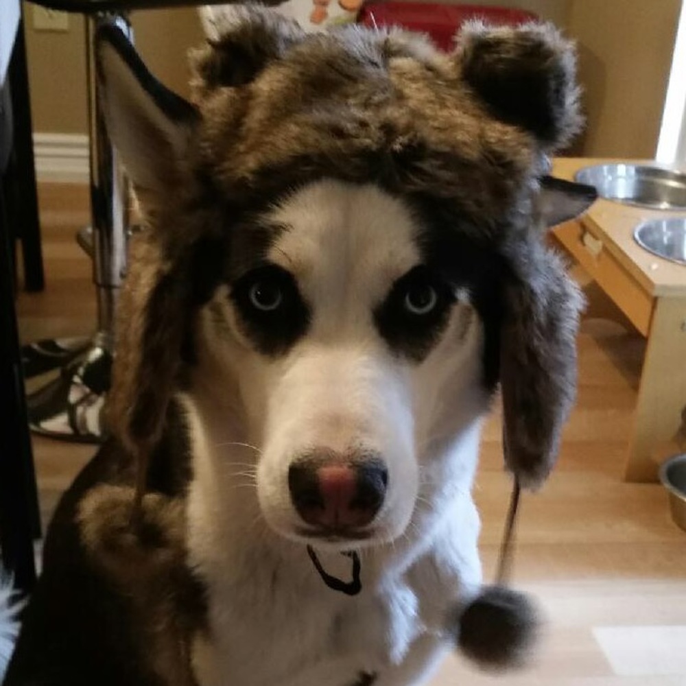 Meet your Posher, Lacey