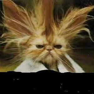 Meet your Posher, Melanie