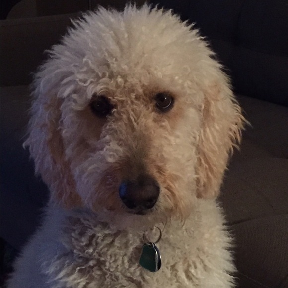 Meet your Posher, Rebecca - Picture 4 of 4