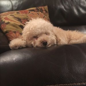 Meet your Posher, Sean