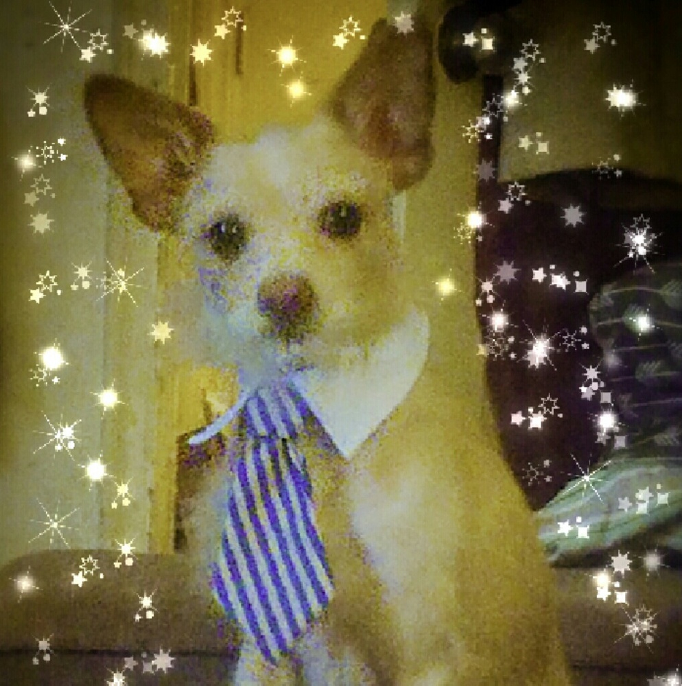 SALE!! Alfie thinks it's time for another SALE!!