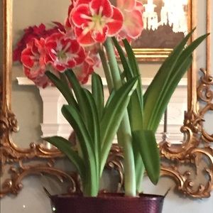 Meet your Posher, Liz