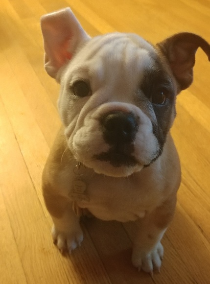 Meet your Posher, Tammy - Picture 2 of 2