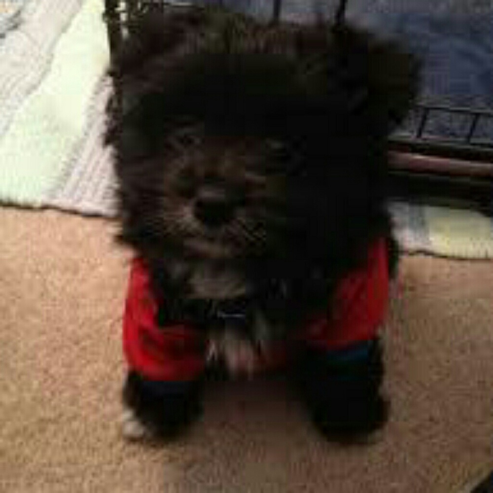 Meet your Posher, Tori