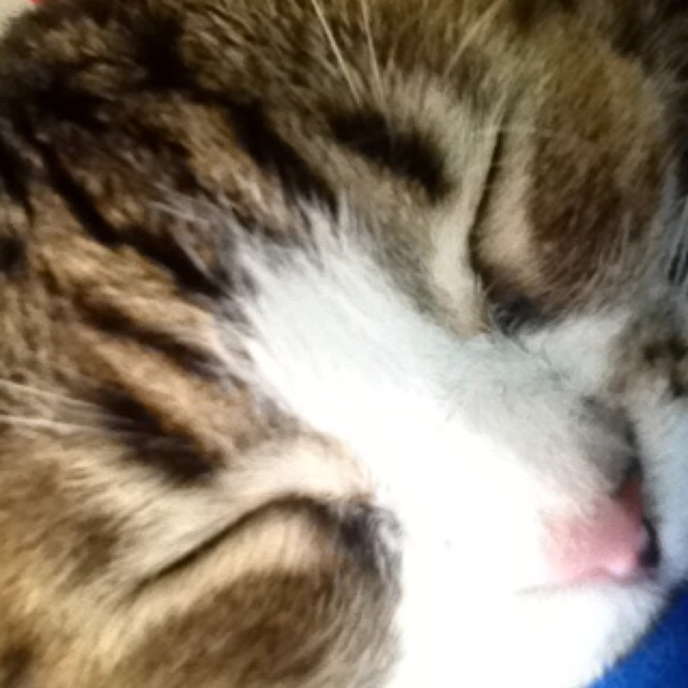 Meet your Posher, Fatima