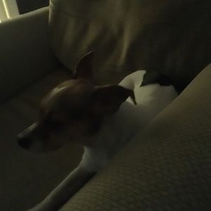 Meet your Posher, Sylvia