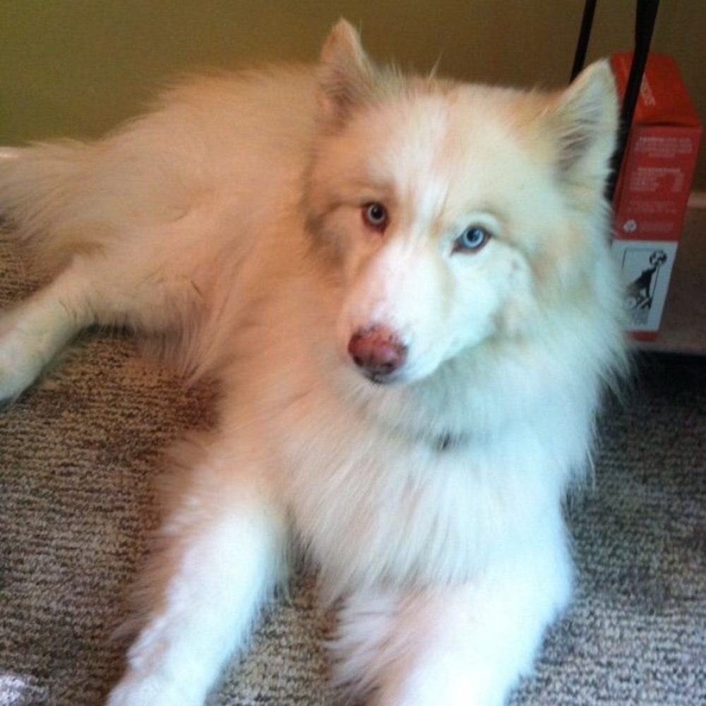 Meet your Posher, Alexis