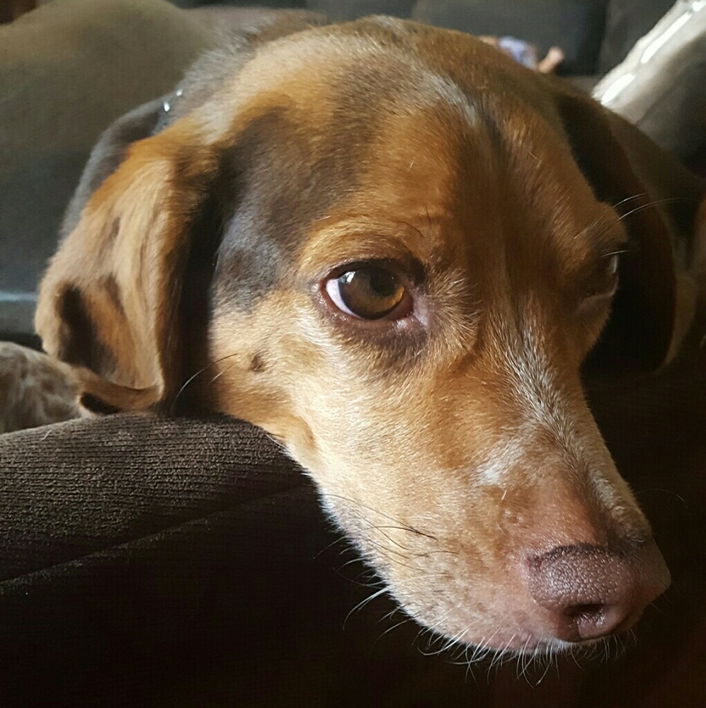 Meet your Posher, Abby