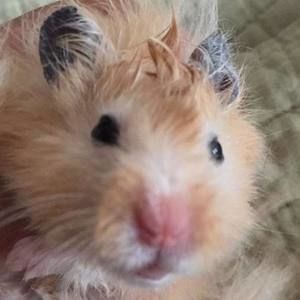 Meet your Posher, Noelle